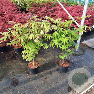 Acer pal. 'Osakazuki' 60-80 cm 5,0L