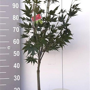 Acer pal. 'Osakazuki' 80-100 cm 5,0L