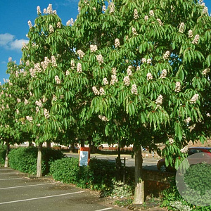 Aesculus indica 8-10 HO draadkluit