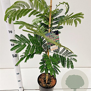 Albizia julibr. 'Rouge de Tuilière' 60-80 cm 3,0L