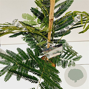 Albizia julibr. 'Rouge de Tuilière' 60-80 cm 3,0L