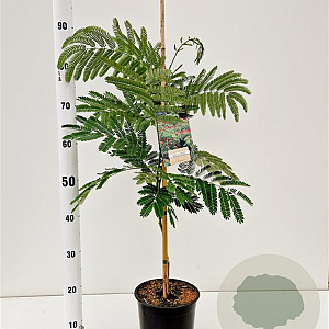 Albizia julibr. 'Rouge de Tuilière' 60-80 cm 3,0L
