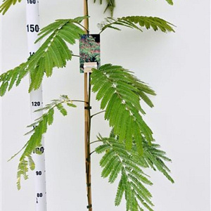 Albizia julibr. 'Rouge de Tuilière' 125-150 cm 3,5L