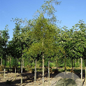 Alnus glutinosa 'Imperialis' 10-12 HO draadkluit