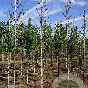 Betula p. 'Crispa' 6-8 HO draadkluit