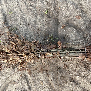 Carpinus betulus 40-60 cm wortelgoed 2/0