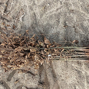 Carpinus betulus 80-100 cm wortelgoed 2/0