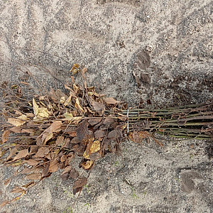 Carpinus betulus 60-80 cm wortelgoed 2/0