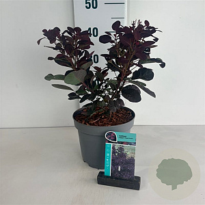 Cotinus cog. 'Royal Purple' 50-60 cm 35L