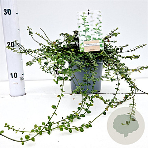 Euonymus fort. 'Minimus' 25-30 cm C1.5