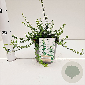 Euonymus fort. 'Minimus' 25-30 cm C1.5