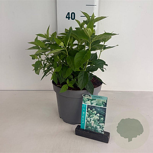 Hydrangea pan. 'Limelight' 50-60 cm 35L