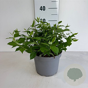 Philadelphus Pearls of Perfume 40-50 cm 35L