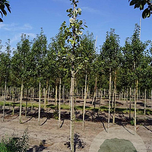 Sorbus aria 'Lutescens' 10-12 HO draadkluit
