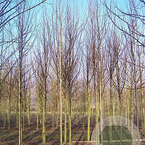 Sorbus auc. 'Sheerwater Seedling' 12-14 HO draadkluit