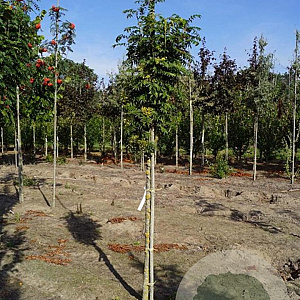 Sorbus 'Flanrock' 10-12 HO draadkluit