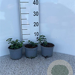 Spiraea betulifolia 'Tor' plantgoed C1.3