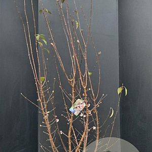 Viburnum bodn. 'Dawn' 175-200 cm 20L