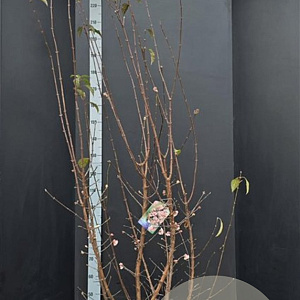 Viburnum bodn. 'Dawn' 175-200 cm 20L