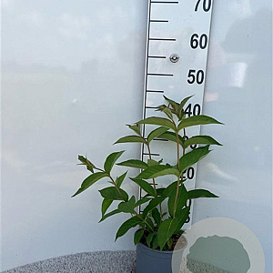 Weigela 'Bristol Ruby' 20-30 cm 2,0L