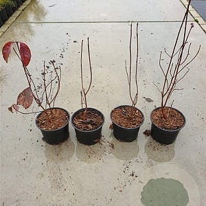 Cornus florida 15-20 cm 2,0L