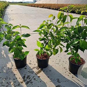 Cornus kousa chinensis 20-25 cm 2,0L