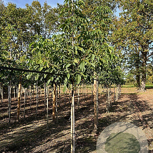 Juglans r. 'Broadview' 8-10 HO draadkluit