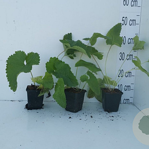Phlomis tuberosa GM P9