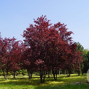 Prunus cer. 'Nigra' 600-700 cm draadkluit meerstammig