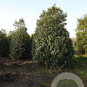 Prunus lusitanica 400-450 cm draadkluit struik