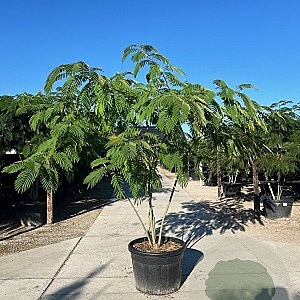 Albizia julibrissin 250-300 cm cont. 150L meerstammig