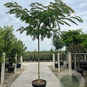 Albizia julibrissin 20-25 HO cont. 160L 225 cm stam