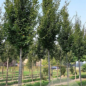 Carpinus bet. 'Frans Fontaine' 14-16 HO draadkluit