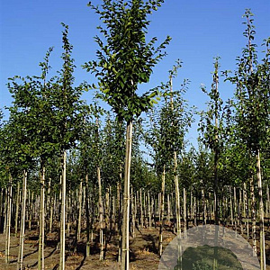 Carpinus bet. 'Frans Fontaine' 14-16 HO draadkluit