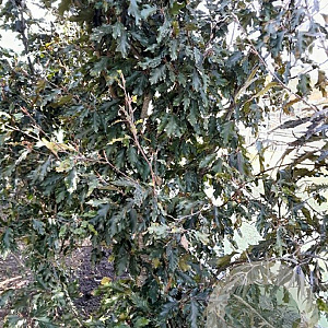 Fagus syl. 'Rohanii' 200-250 cm met kluit