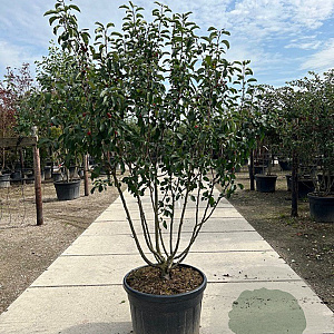 Malus 'Braendkjaer' 250-300 cm cont. 130L meerstammig
