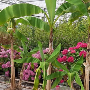 Musa basjoo 200-250 cm 40L solitair