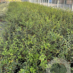 Osmanthus burkwoodii 40-50 cm 10L