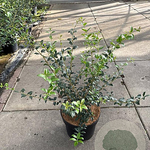 Osmanthus burkwoodii 40-50 cm 10L