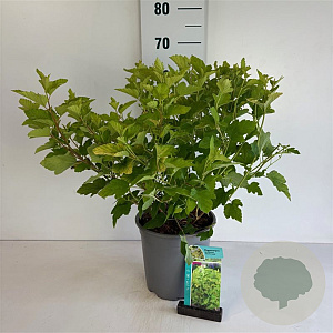 Physocarpus opulif. 'Dart's Gold' 60-80 cm 6,5L