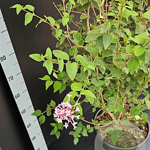 Syringa microphylla 'Superba' 100-125 cm 10L