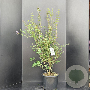 Syringa microphylla 'Superba' 100-125 cm 10L