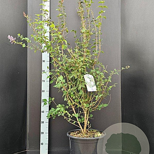 Syringa microphylla 'Superba' 100-125 cm 10L