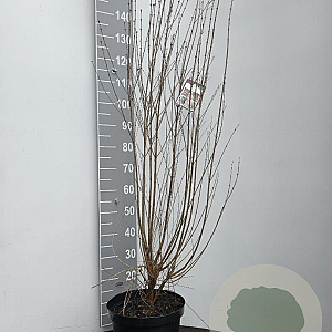 Syringa microphylla 'Superba' 100-125 cm 10L