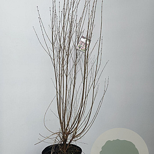 Syringa microphylla 'Superba' 100-125 cm 10L