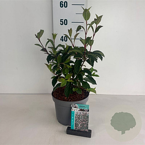 Viburnum bodn. 'Dawn' 50-60 cm 35L