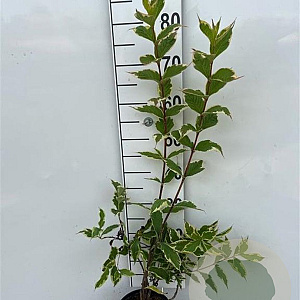 Weigela 'Nana Variegata' 40-60 cm 2,0L
