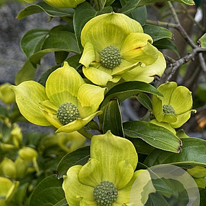Cornus capitata 'Mountain Moon' 350-400 cm cont. 150L meerstammig