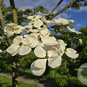 Cornus nuttallii 250-300 cm cont. 130L meerstammig