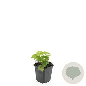 Tiarella cordifolia GM P9
